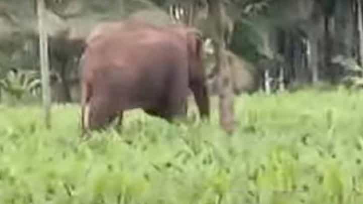 ಮೈಸೂರು: ಹೆಚ್ ಡಿ ಕೋಟೆಯ ಕೊಡಸಿ ಗ್ರಾಮದಲ್ಲಿ ಕಾಡಾನೆಯೊಂದರ ಪುಂಡಾಟ ಮೈಸೂರು: ಹೆಚ್ ಡಿ ಕೋಟೆಯ ಕೊಡಸಿ ಗ್ರಾಮದಲ್ಲಿ ಕಾಡಾನೆಯೊಂದರ ಪುಂಡಾಟ
