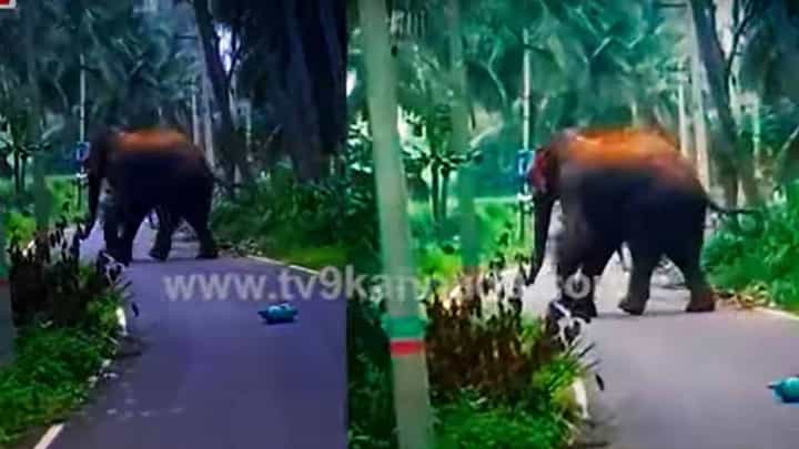 ರಾಮನಗರದ ದೊಡ್ಡನಹಳ್ಳಿಗೆ ನುಗ್ಗಿದ ಸಲಗ, ಜನರಲ್ಲಿ ಭೀತಿಯ ಜೊತೆ ನೋಡುವ ತವಕ ರಾಮನಗರದ ದೊಡ್ಡನಹಳ್ಳಿಗೆ ನುಗ್ಗಿದ ಸಲಗ, ಜನರಲ್ಲಿ ಭೀತಿಯ ಜೊತೆ ನೋಡುವ ತವಕ