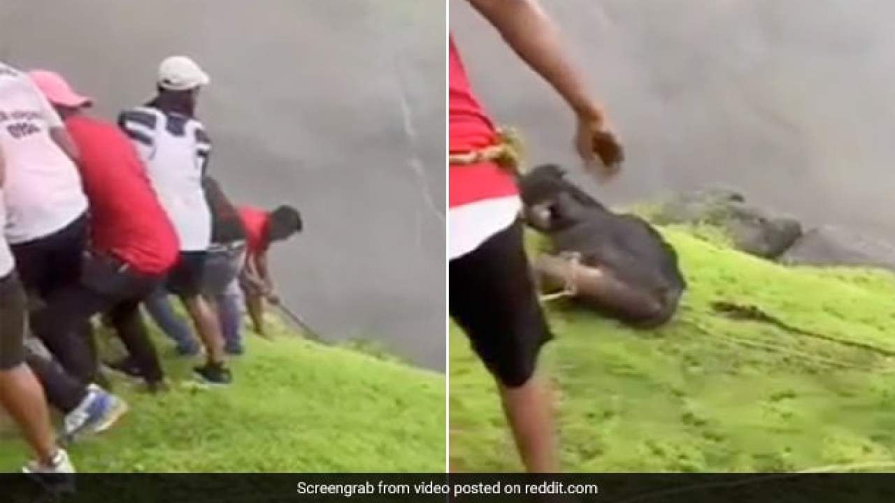 Viral Video: ಬೆಟ್ಟದ ಕೆಳಗೆ ಬಿದ್ದ ಹಸುವನ್ನು ಕಾಪಾಡಲು ಪ್ರಾಣವನ್ನೇ ಒತ್ತೆಯಿಟ್ಟ ಯುವಕರು; ವಿಡಿಯೋ ವೈರಲ್ Viral Video: ಬೆಟ್ಟದ ಕೆಳಗೆ ಬಿದ್ದ ಹಸುವನ್ನು ಕಾಪಾಡಲು ಪ್ರಾಣವನ್ನೇ ಒತ್ತೆಯಿಟ್ಟ ಯುವಕರು; ವಿಡಿಯೋ ವೈರಲ್