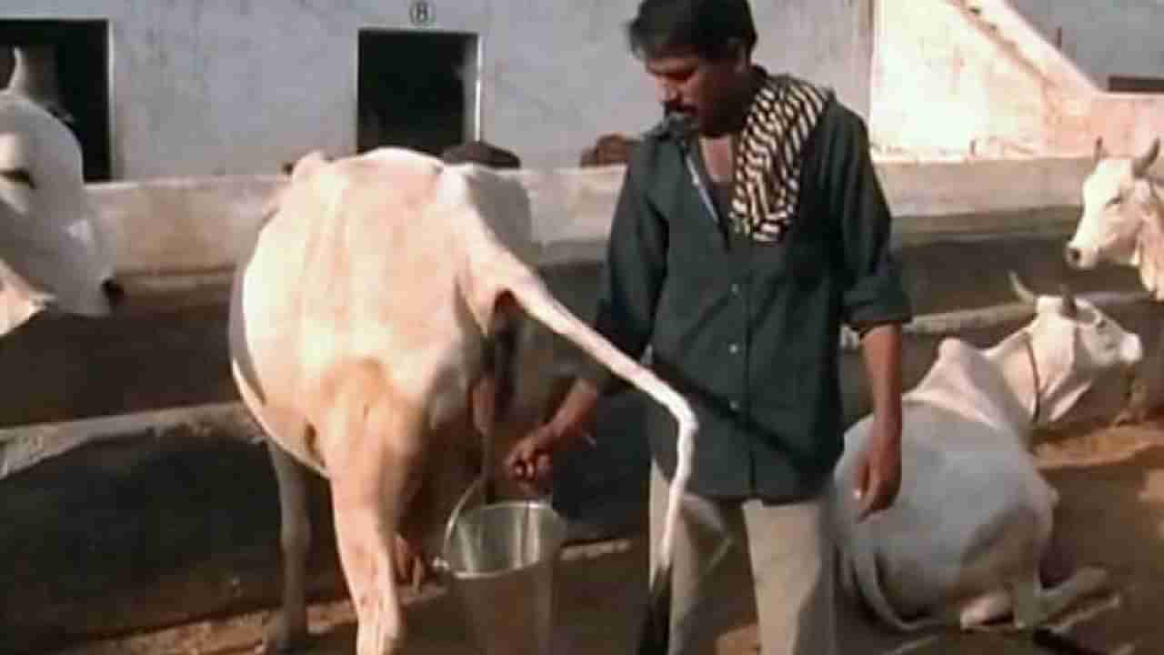 Cow Urine: ಈ ರಾಜ್ಯದಲ್ಲಿ ಸರ್ಕಾರದಿಂದ ಗೋಮೂತ್ರ ಖರೀದಿಗೆ ನಿರ್ಧಾರ; 1 ಲೀಟರ್ಗೆ 4 ರೂ.