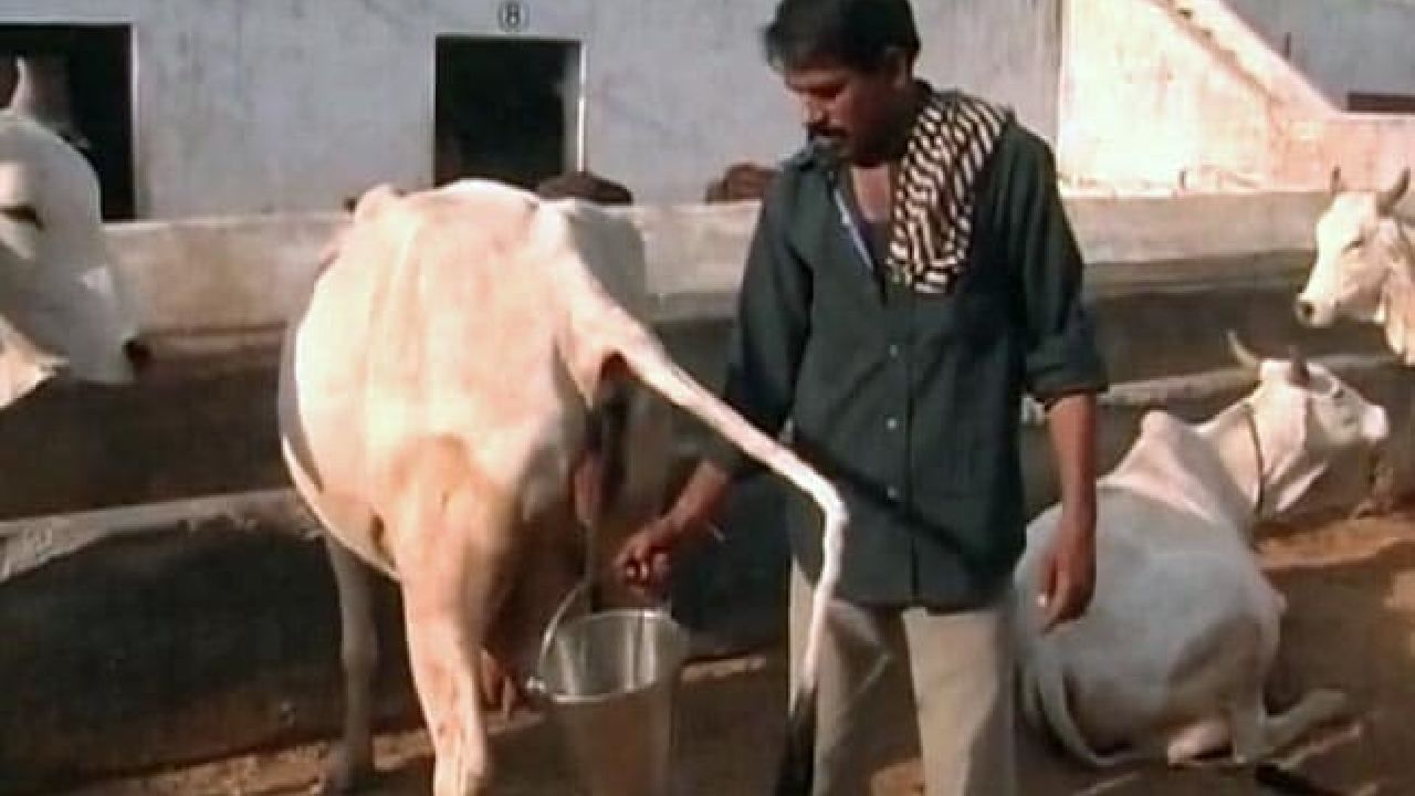 Cow Urine: ಈ ರಾಜ್ಯದಲ್ಲಿ ಸರ್ಕಾರದಿಂದ ಗೋಮೂತ್ರ ಖರೀದಿಗೆ ನಿರ್ಧಾರ; 1 ಲೀಟರ್ಗೆ 4 ರೂ. Cow Urine: ಈ ರಾಜ್ಯದಲ್ಲಿ ಸರ್ಕಾರದಿಂದ ಗೋಮೂತ್ರ ಖರೀದಿಗೆ ನಿರ್ಧಾರ; 1 ಲೀಟರ್ಗೆ 4 ರೂ.