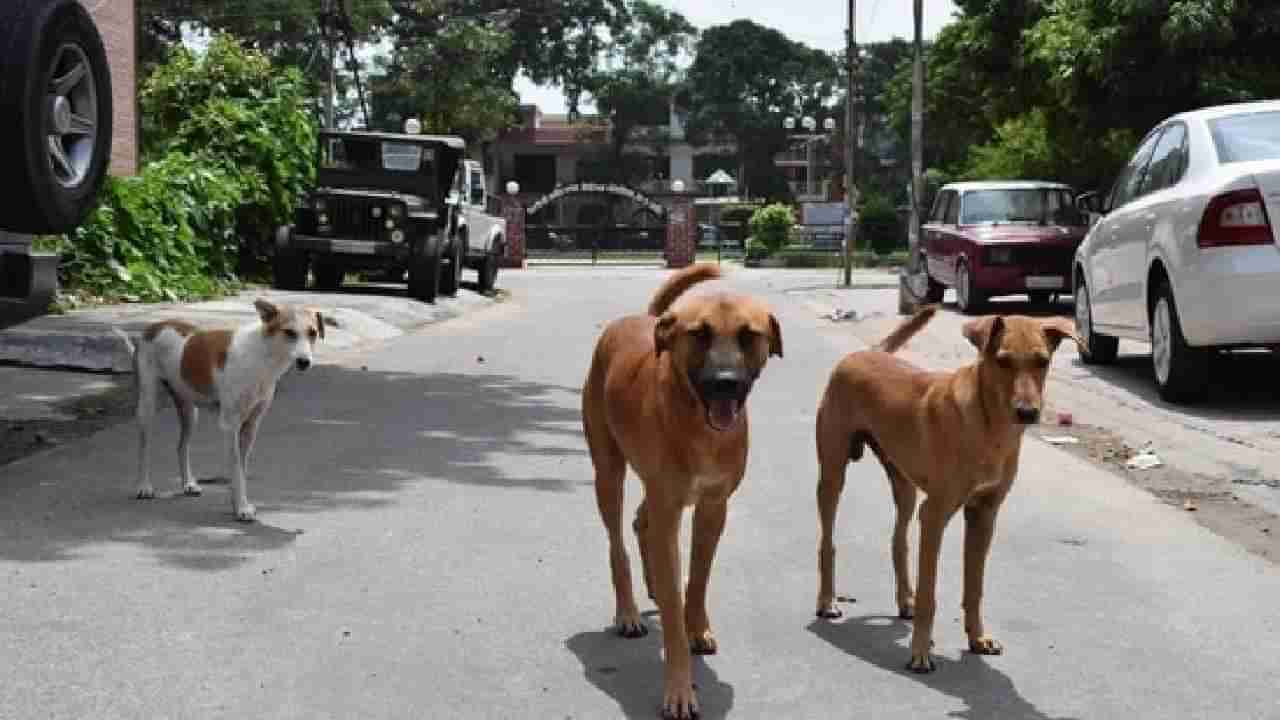 Bengaluru: ಬೆಂಗಳೂರಿನಲ್ಲಿ ಸದ್ಯಕ್ಕೆ ತಪ್ಪಲ್ಲ ಬೀದಿ ನಾಯಿ ಹಾವಳಿ; ಸರ್ಕಾರದ ನಿರ್ಧಾರಕ್ಕೆ ಸಾರ್ವಜನಿಕರಿಂದ ಅಸಮಾಧಾನ