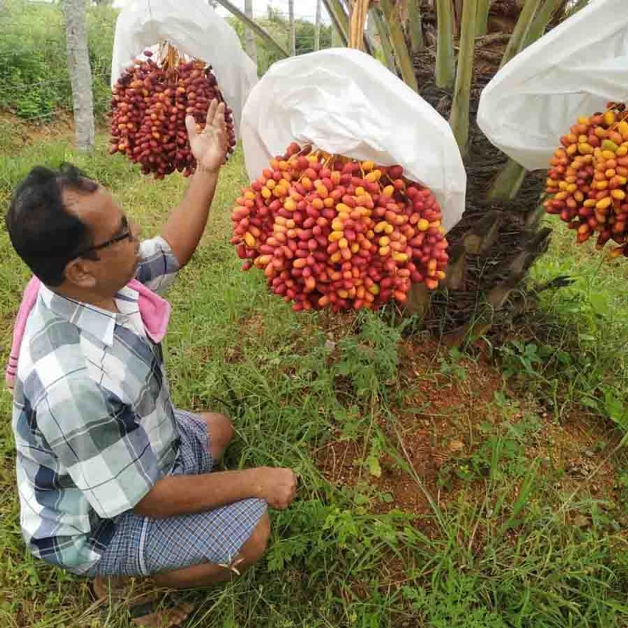 ಉಷ್ಣ ವಲಯದಲ್ಲಿ ಮಾತ್ರ ಬೆಳೆ ಆಗುವ ಖರ್ಜೂರ ಬೆಳೆಯನ್ನು ಬೆಳೆದು ರೈತ ಭರಪೂರ ಆದಾಯ ಗಳಿಸುತ್ತಿದ್ದಾರೆ.