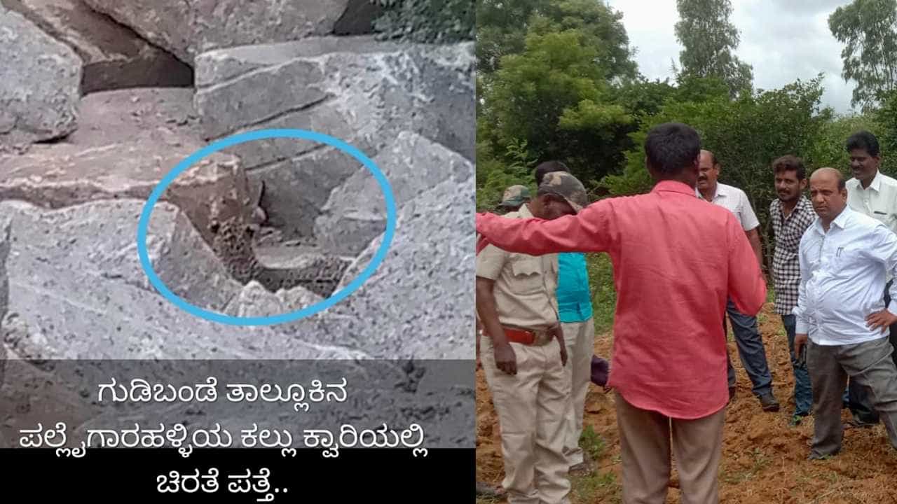 ರಾತ್ರೋರಾತ್ರಿ ಮನೆಗೆ ನುಗ್ಗುತ್ತಿರುವ ಚಿರತೆ, ದನ ಕರು ನಾಯಿಗಳ ತಿಂದು ಹಾಕ್ತಿದೆ, ಗ್ರಾಮಸ್ಥರ ನೆಮ್ಮದಿಯನ್ನೂ ಕೊಲ್ಲುತ್ತಿದೆ! ರಾತ್ರೋರಾತ್ರಿ ಮನೆಗೆ ನುಗ್ಗುತ್ತಿರುವ ಚಿರತೆ, ದನ ಕರು ನಾಯಿಗಳ ತಿಂದು ಹಾಕ್ತಿದೆ, ಗ್ರಾಮಸ್ಥರ ನೆಮ್ಮದಿಯನ್ನೂ ಕೊಲ್ಲುತ್ತಿದೆ!