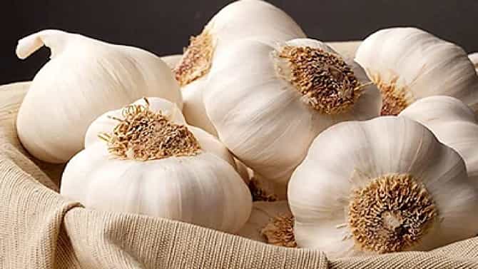 Health Benefits of Garlic: ನೀವು ಪ್ರತಿದಿನ ಬೆಳ್ಳುಳ್ಳಿ ತಿನ್ನುತ್ತೀರಾ..? ಆರೋಗ್ಯಕಾರಿ ಬೆಳ್ಳುಳ್ಳಿಯ ಪ್ರಯೋಜನ ತಿಳಿಯಿರಿ