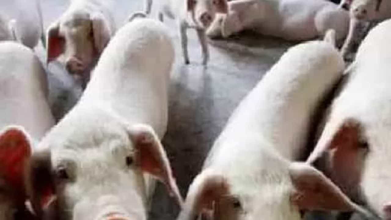 African Swine Fever: ಕೇರಳದ ವಯನಾಡಿನಲ್ಲಿ ಆಫ್ರಿಕನ್ ಹಂದಿ ಜ್ವರ ಪತ್ತೆ; 300 ಹಂದಿಗಳನ್ನು ಕೊಲ್ಲಲು ಆದೇಶ