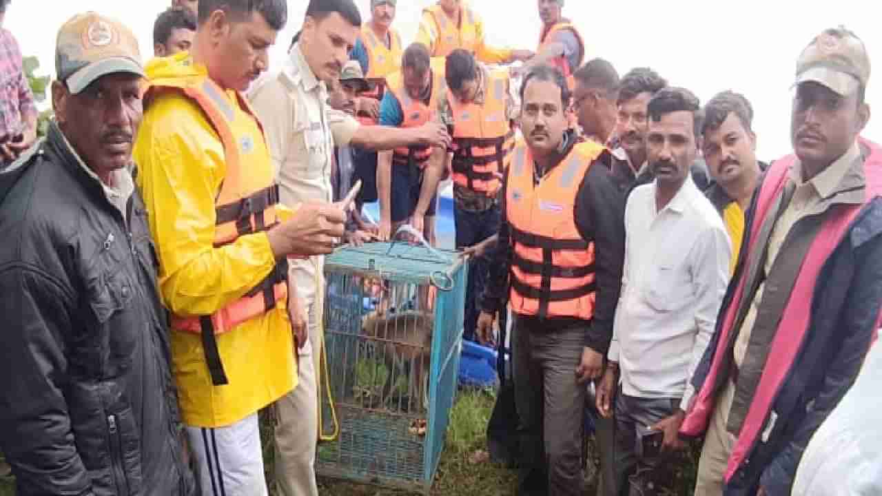 ಮಳೆಯಿಂದಾಗಿ ಕಂಗಾಲಾದ ಮಂಗಗಳು: ಅಗ್ನಿಶಾಮಕ ದಳದ ಸಿಬ್ಬಂದಿಗಳಿಂದ ಮಂಗಗಳ ರಕ್ಷಣೆ