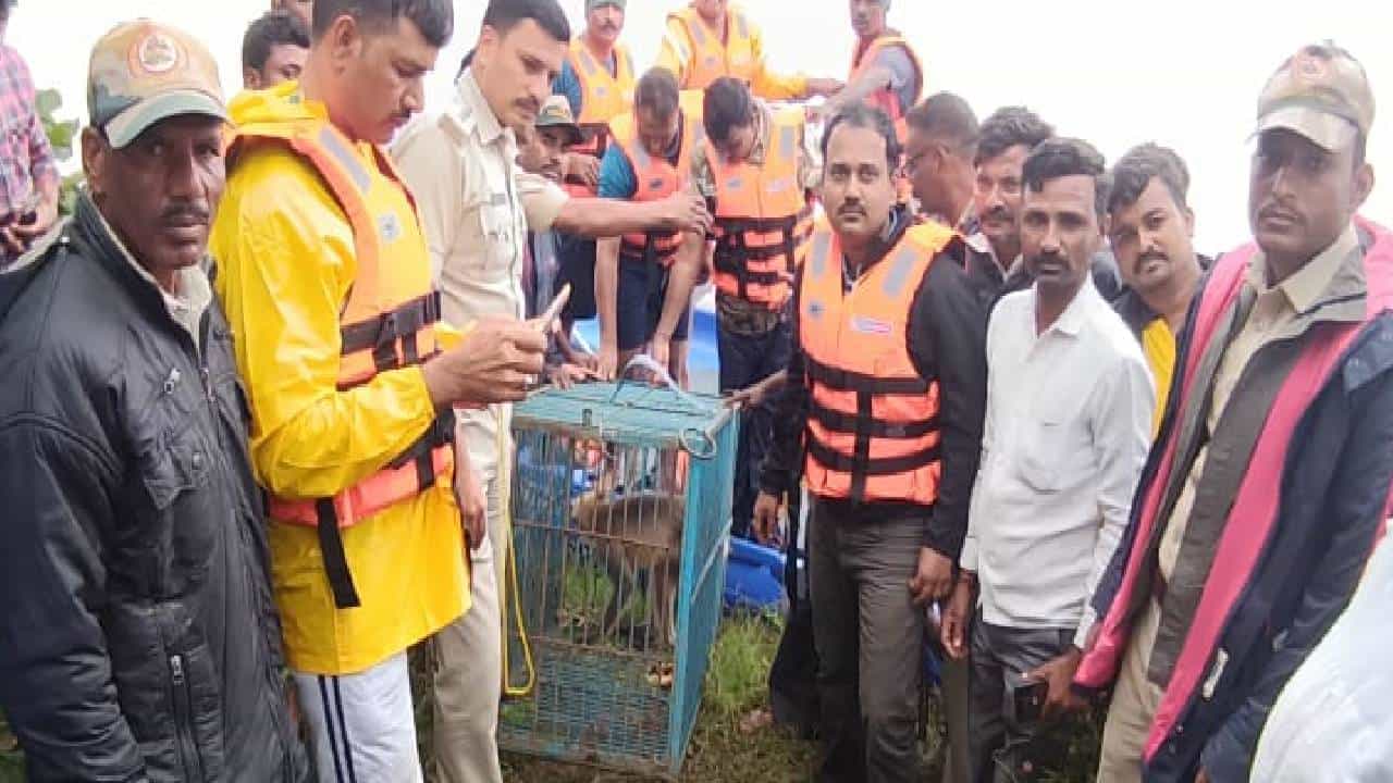 ಮಳೆಯಿಂದಾಗಿ ಕಂಗಾಲಾದ ಮಂಗಗಳು: ಅಗ್ನಿಶಾಮಕ ದಳದ ಸಿಬ್ಬಂದಿಗಳಿಂದ ಮಂಗಗಳ ರಕ್ಷಣೆ ಮಳೆಯಿಂದಾಗಿ ಕಂಗಾಲಾದ ಮಂಗಗಳು: ಅಗ್ನಿಶಾಮಕ ದಳದ ಸಿಬ್ಬಂದಿಗಳಿಂದ ಮಂಗಗಳ ರಕ್ಷಣೆ