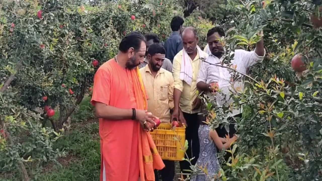 ಕೃಷಿ ದಾಸೋಹ: ಹೊಸ ಪ್ರಯೋಗದಿಂದ ದಾಳಿಂಬೆ ಬೆಳೆದು ಕೃಷಿಯಲ್ಲಿ ಕ್ರಾಂತಿ ಮಾಡಿದ ರಾಜೇಶ್ವರ ಶಿವಾಚಾರ್ಯ ಸ್ವಾಮೀಜಿ