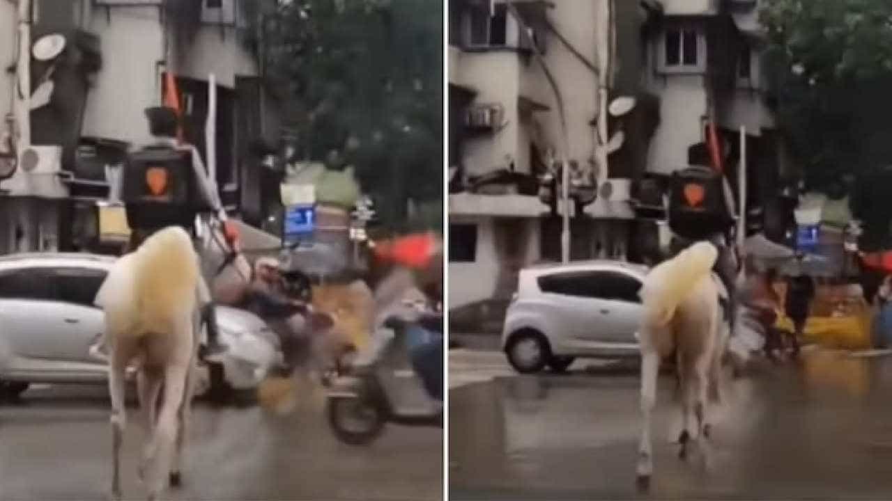 Viral Video: ಮಳೆಯಿಂದಾಗಿ ಕುದುರೆ ಸವಾರಿ ಮಾಡಿ ಫುಡ್ ನೀಡಿದ ಸ್ವಿಗ್ಗಿ ಡೆಲಿವರಿ ಬಾಯ್; ವಿಡಿಯೋ ವೈರಲ್ Viral Video: ಮಳೆಯಿಂದಾಗಿ ಕುದುರೆ ಸವಾರಿ ಮಾಡಿ ಫುಡ್ ನೀಡಿದ ಸ್ವಿಗ್ಗಿ ಡೆಲಿವರಿ ಬಾಯ್; ವಿಡಿಯೋ ವೈರಲ್