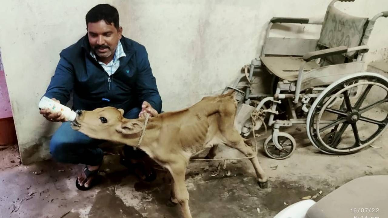 ಕಸಾಯಿ ಖಾನೆಗೆ ಸಾಗಿಸುತ್ತಿದ್ದ ಕರುಗಳ ರಕ್ಷಿಸಿ, ಠಾಣೆಯಲ್ಲಿ ಆರೈಕೆ ಮಾಡಿದ ದೊಡ್ಡಬಳ್ಳಾಪುರ ಪೊಲೀಸರು ಕಸಾಯಿ ಖಾನೆಗೆ ಸಾಗಿಸುತ್ತಿದ್ದ ಕರುಗಳ ರಕ್ಷಿಸಿ, ಠಾಣೆಯಲ್ಲಿ ಆರೈಕೆ ಮಾಡಿದ ದೊಡ್ಡಬಳ್ಳಾಪುರ ಪೊಲೀಸರು