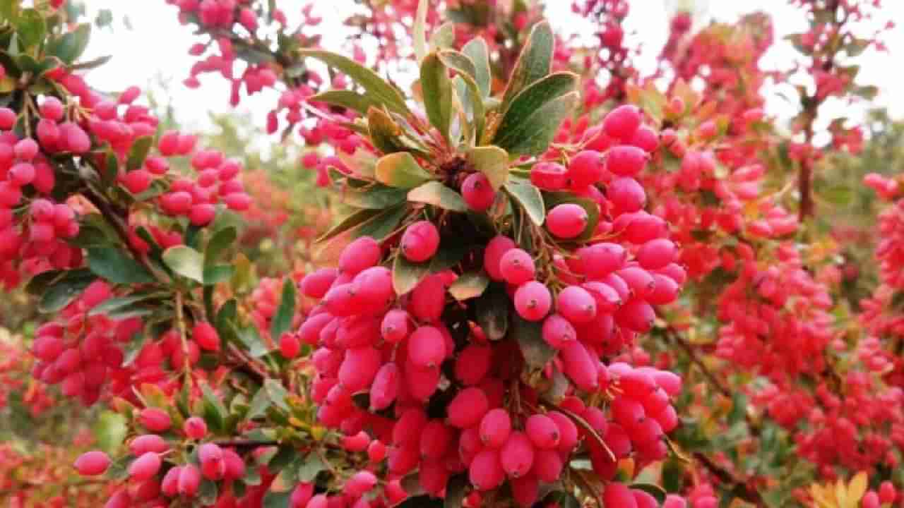 Benefits Of Barberries: ಮಧುಮೇಹ ಮತ್ತು ಕೊಲೆಸ್ಟ್ರಾಲ್‌ನಂತಹ ಕಾಯಿಲೆಗಳಿಗೆ ಸಹಕಾರಿ ಬಾರ್ಬೆರ್ರಿ ಹಣ್ಣು..!