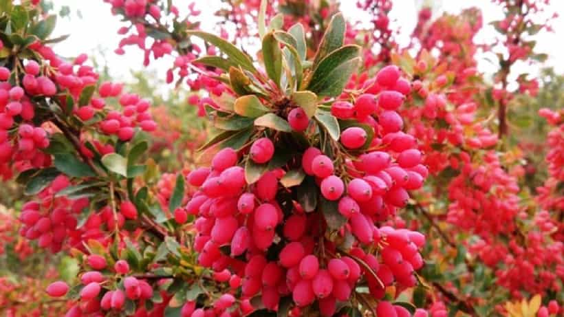 Benefits Of Barberries: ಮಧುಮೇಹ ಮತ್ತು ಕೊಲೆಸ್ಟ್ರಾಲ್ನಂತಹ ಕಾಯಿಲೆಗಳಿಗೆ ಸಹಕಾರಿ ಬಾರ್ಬೆರ್ರಿ ಹಣ್ಣು..!