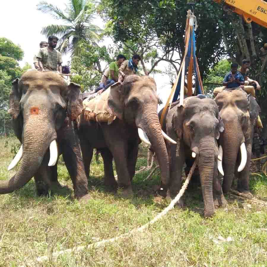 Haadiye Torida Haadi column Story of Mysore Dasara Elephant Arjun by Jyothi S