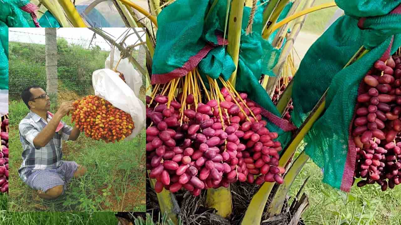 ಅರಬ್ ರಾಷ್ಟ್ರಗಳಲ್ಲಿ ಬೆಳೆಯುವ ಖರ್ಜೂರವನ್ನು ಗುಡಿಬಂಡೆಯಲ್ಲಿ ಬೆಳೆದು, ಭರಪೂರ ಲಾಭ ಎಣಿಸುತ್ತಿರುವ ರೈತ ಇಲ್ಲಿದ್ದಾರೆ ನೋಡಿ ಅರಬ್ ರಾಷ್ಟ್ರಗಳಲ್ಲಿ ಬೆಳೆಯುವ ಖರ್ಜೂರವನ್ನು ಗುಡಿಬಂಡೆಯಲ್ಲಿ ಬೆಳೆದು, ಭರಪೂರ ಲಾಭ ಎಣಿಸುತ್ತಿರುವ ರೈತ ಇಲ್ಲಿದ್ದಾರೆ ನೋಡಿ