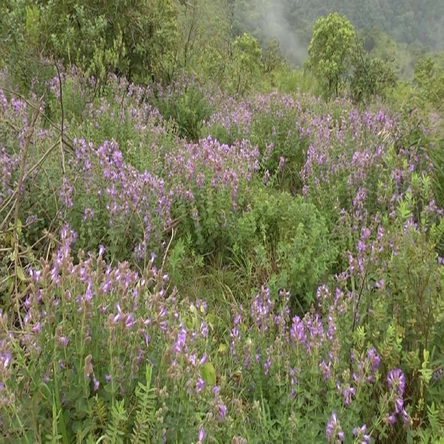 Nili kurinji Flowers bloom in Chikmagalur Chandradrona Mountain