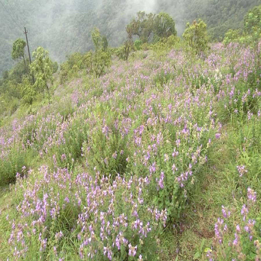 Nili kurinji Flowers bloom in Chikmagalur Chandradrona Mountain