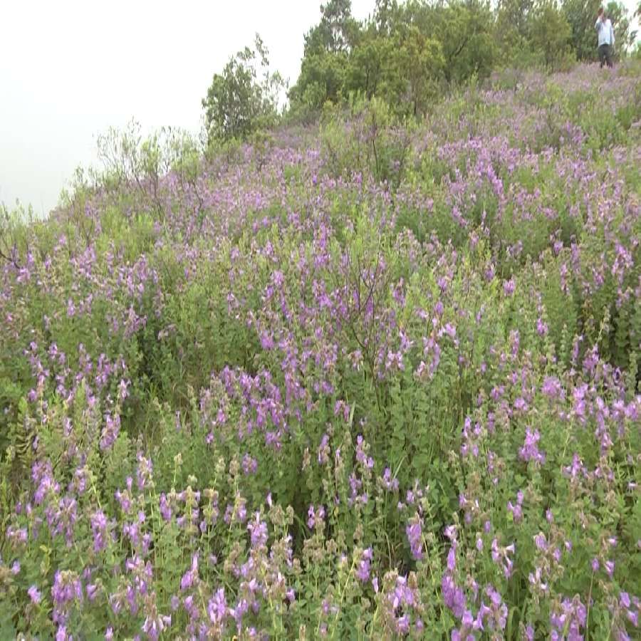 Nili kurinji Flowers bloom in Chikmagalur Chandradrona Mountain