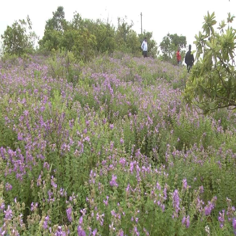 Nili kurinji Flowers bloom in Chikmagalur Chandradrona Mountain