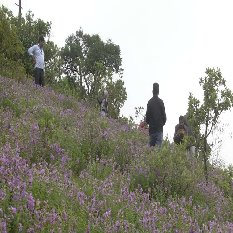 Nili kurinji Flowers bloom in Chikmagalur Chandradrona Mountain