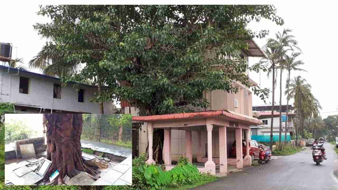 People tree: ಸ್ವಾತಂತ್ರ್ಯ ಪಡೆದ ದಿನವೇ ನೆಟ್ಟ ಅಶ್ವತ್ಥ ವೃಕ್ಷ ಇಂದು ವಿಶ್ರಾಂತಿ ತಾಣವಾಗಿ, ಹೆಮ್ಮರವಾಗಿದೆ!