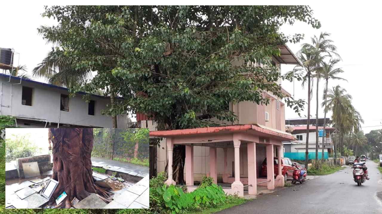 People tree: ಸ್ವಾತಂತ್ರ್ಯ ಪಡೆದ ದಿನವೇ ನೆಟ್ಟ ಅಶ್ವತ್ಥ ವೃಕ್ಷ ಇಂದು ವಿಶ್ರಾಂತಿ ತಾಣವಾಗಿ, ಹೆಮ್ಮರವಾಗಿದೆ!