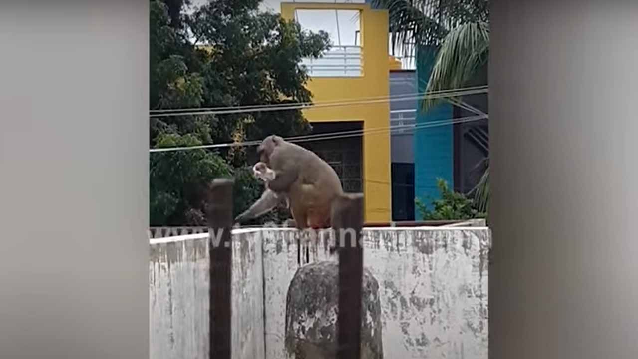 ಅಮ್ಮ ಮಂಗ-ಮಗು ನಾಯಿಮರಿ; ಬಲು ಅಪರೂಪದ ಜೋಡಿಯಿದು!