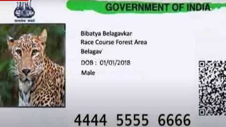 ಬೆಳಗಾವಿಯಲ್ಲಿ ಪ್ರತ್ಯಕ್ಷವಾದ ಚಿರತೆಗೊಂದು ಆಧಾರ್ ಕಾರ್ಡ್! ಬೆಳಗಾವಿಯಲ್ಲಿ ಪ್ರತ್ಯಕ್ಷವಾದ ಚಿರತೆಗೊಂದು ಆಧಾರ್ ಕಾರ್ಡ್!