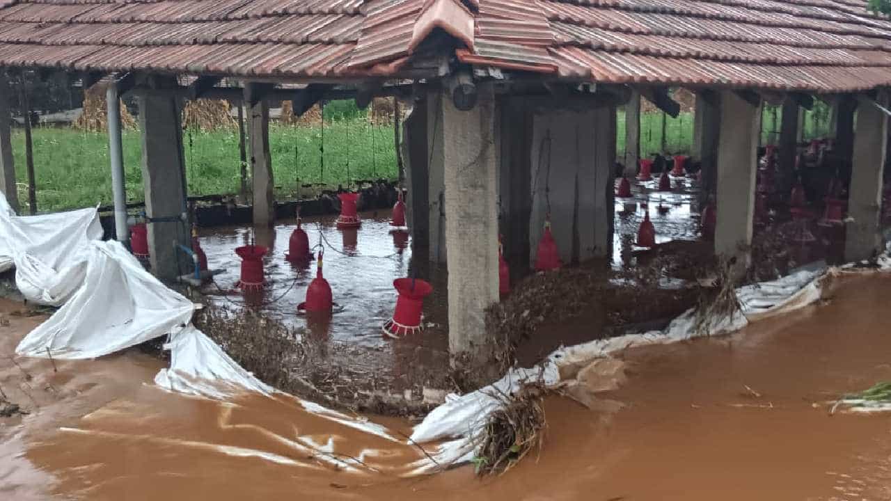 Heavy Rain: ರಾಜ್ಯದ ಹಲವು ಜಿಲ್ಲೆಗಳಲ್ಲಿ ಮಳೆ ಅವಾಂತರ: ಕೆರೆಕೋಡಿ ಬಿದ್ದು ಕೊಚ್ಚಿಹೋದ 15 ಸಾವಿರ ಕೋಳಿಗಳು, ಲಕ್ಷಾಂತರ ರೂಪಾಯಿ ನಷ್ಟ Heavy Rain: ರಾಜ್ಯದ ಹಲವು ಜಿಲ್ಲೆಗಳಲ್ಲಿ ಮಳೆ ಅವಾಂತರ: ಕೆರೆಕೋಡಿ ಬಿದ್ದು ಕೊಚ್ಚಿಹೋದ 15 ಸಾವಿರ ಕೋಳಿಗಳು, ಲಕ್ಷಾಂತರ ರೂಪಾಯಿ ನಷ್ಟ