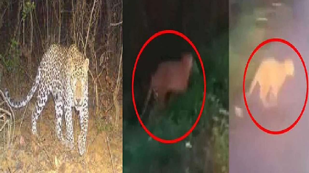 Leopard capture operation: 26ನೇ ದಿನಕ್ಕೆ ಕಾಲಿಟ್ಟ ಬೆಳಗಾವಿಯ ಚಿರತೆ ಶೋಧಕಾರ್ಯ: ಸೆರೆ ಸಿಗದ ಚಿರತೆ, 21 ಶಾಲೆಗಳ ರಜೆ ಮುಂದುವರಿಕೆ