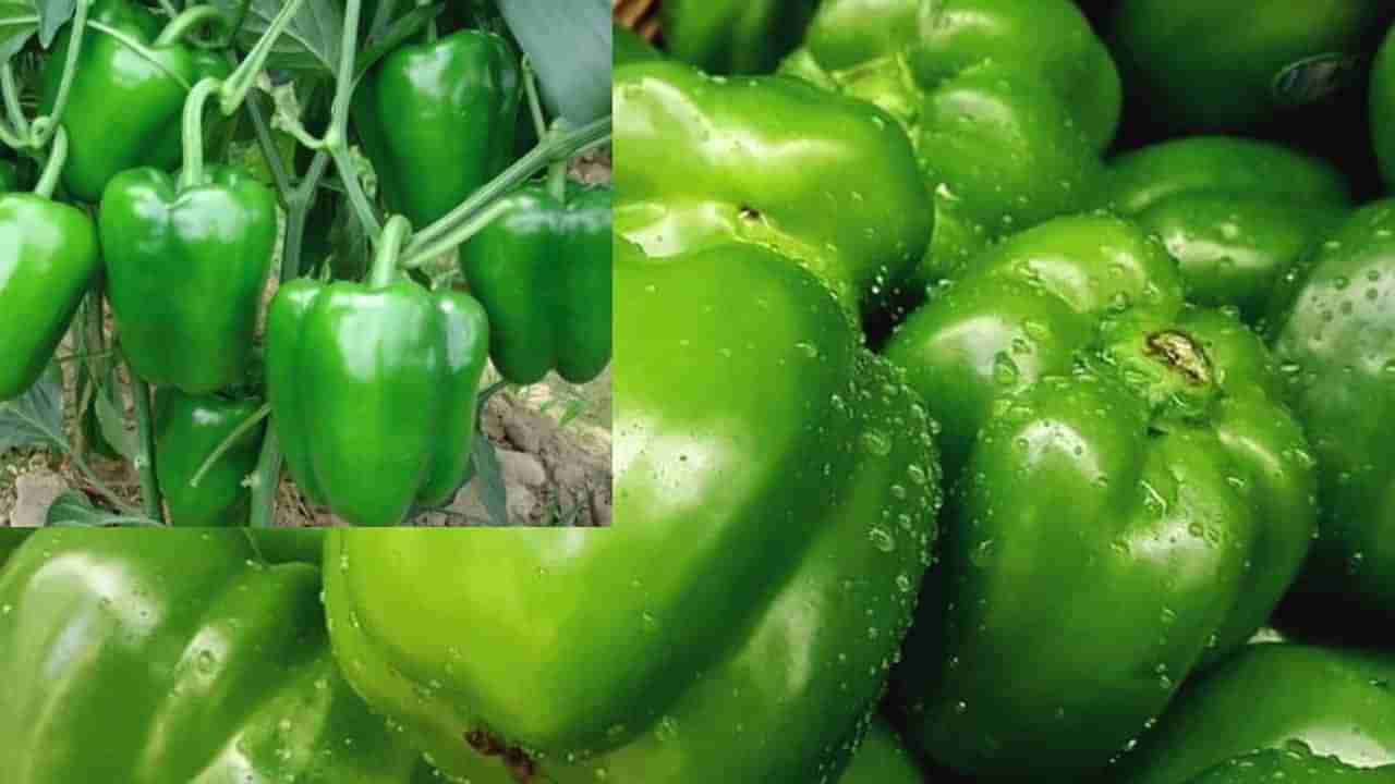 Capsicum: ದಪ್ಪ ಮೆಣಸಿನಕಾಯಿಂದ ಲಕ್ಷ ಲಕ್ಷ ಗಳಿಸಿ!