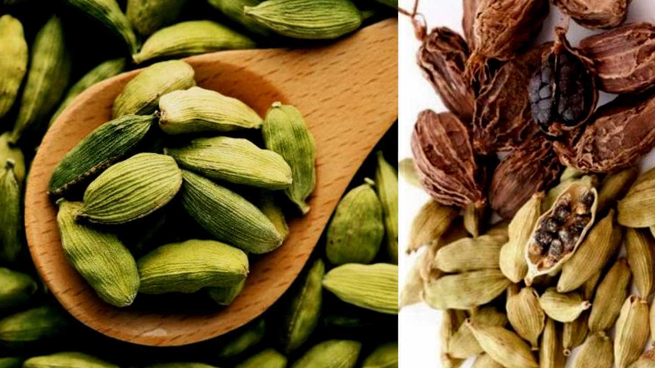 Indian cardamom: ಮಸಾಲೆ ಪದಾರ್ಥಗಳ ರಾಣಿ -ಏಲಕ್ಕಿಯ ಮಹಿಮೆ ಬಲ್ಲಿರಾ? ಏಲಕ್ಕಿಯ ಪ್ರಯೋಜನಗಳು ಹೀಗಿವೆ Indian cardamom: ಮಸಾಲೆ ಪದಾರ್ಥಗಳ ರಾಣಿ -ಏಲಕ್ಕಿಯ ಮಹಿಮೆ ಬಲ್ಲಿರಾ? ಏಲಕ್ಕಿಯ ಪ್ರಯೋಜನಗಳು ಹೀಗಿವೆ