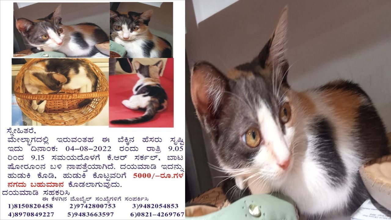 ನಾಪತ್ತೆಯಾದ ಬೆಕ್ಕು ಹುಡುಕಿಕೊಡುವಂತೆ ಜಾಹೀರಾತು; ಸಾಮಾಜಿಕ ಜಾಲತಾಣದಲ್ಲಿ ಫೋಟೋ ವೈರಲ್ ನಾಪತ್ತೆಯಾದ ಬೆಕ್ಕು ಹುಡುಕಿಕೊಡುವಂತೆ ಜಾಹೀರಾತು; ಸಾಮಾಜಿಕ ಜಾಲತಾಣದಲ್ಲಿ ಫೋಟೋ ವೈರಲ್