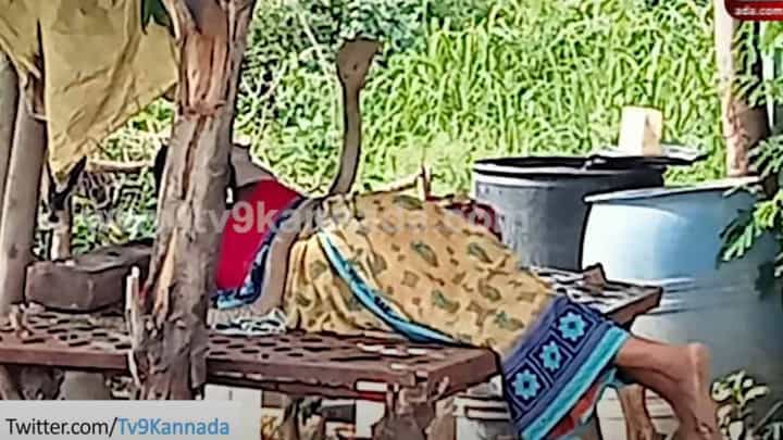 ಕಲಬುರಗಿ: ಮಲಗಿದ್ದ ಮಹಿಳೆಯ ದೇಹದ ಮೇಲೆ ನಾಗರಹಾವೊಂದು ಹೆಡೆಯೆತ್ತಿ ನಿಂತಾಗ ಆಕೆ ತಾನು ನಂಬಿದ ದೇವರನ್ನು ಪ್ರಾರ್ಥಿಸಿದಳು! ಕಲಬುರಗಿ: ಮಲಗಿದ್ದ ಮಹಿಳೆಯ ದೇಹದ ಮೇಲೆ ನಾಗರಹಾವೊಂದು ಹೆಡೆಯೆತ್ತಿ ನಿಂತಾಗ ಆಕೆ ತಾನು ನಂಬಿದ ದೇವರನ್ನು ಪ್ರಾರ್ಥಿಸಿದಳು!