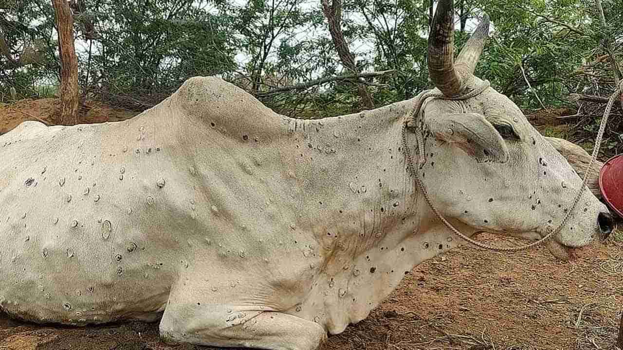 ರಾಸುಗಳ ಚರ್ಮಗಂಟು ರೋಗವನ್ನು  ಸಾಂಕ್ರಾಮಿಕ ಎಂದು ಘೋಷಿಸಿ: ಕೇಂದ್ರಕ್ಕೆ ರಾಜಸ್ಥಾನ ಸಿಎಂ ಒತ್ತಾಯ