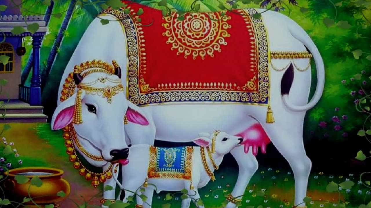 Gau Pooja: ಗೋ ಪೂಜೆಯ ಮಹತ್ವ ಮತ್ತು ಅದರ ವೈಶಿಷ್ಟತೆ ಏನು? Gau Pooja: ಗೋ ಪೂಜೆಯ ಮಹತ್ವ ಮತ್ತು ಅದರ ವೈಶಿಷ್ಟತೆ ಏನು?
