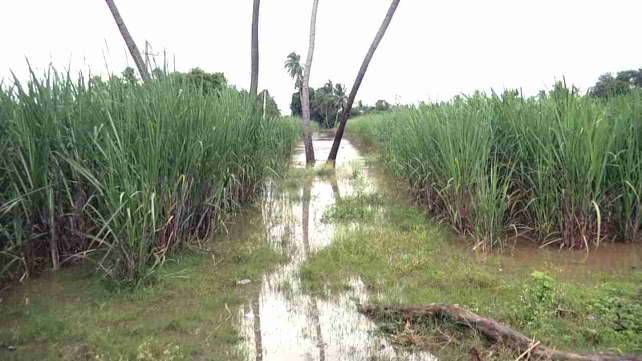 Flood Alert: ಗೋಕಾಕ ಪಟ್ಟಣಕ್ಕೆ ನುಗ್ಗಿದ ಘಟಪ್ರಭಾ, ಬಾಗಲಕೋಟೆಯಲ್ಲಿ ಕೃಷ್ಣಾ ಪ್ರವಾಹಕ್ಕೆ ಹಲವು ಸೇತುವೆಗಳು ಜಲಾವೃತ