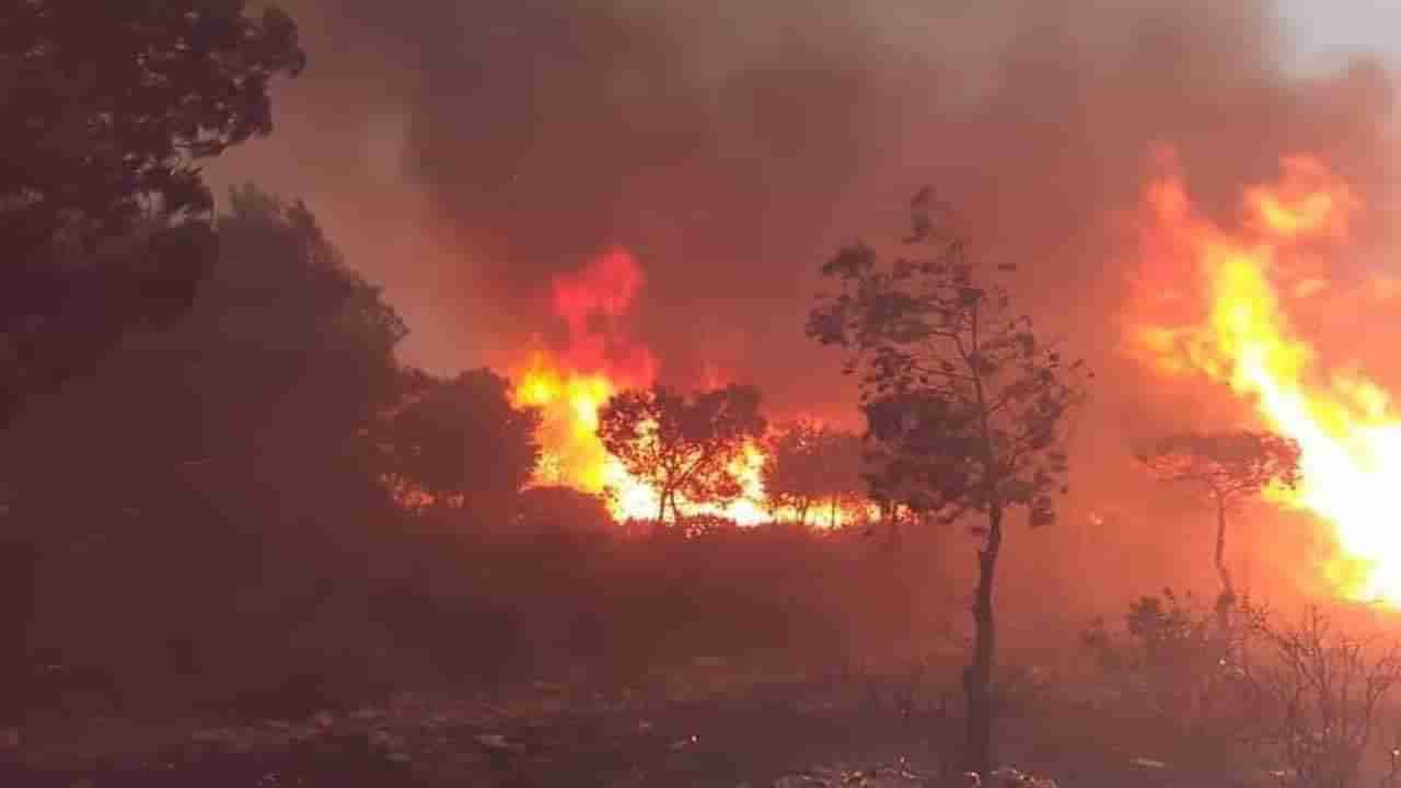 ಅಲ್ಜೀರಿಯಾದಲ್ಲಿ ಪುನಃ ತಲೆದೋರಿದ ಕಾಳ್ಳಿಚ್ಚಿಗೆ ಕನಿಷ್ಟ 38 ಜನ ಬಲಿ ಮತ್ತು 200 ಕ್ಕೂ ಹೆಚ್ಚು ಜನರಿಗೆ ಸುಟ್ಟಗಾಯಗಳು