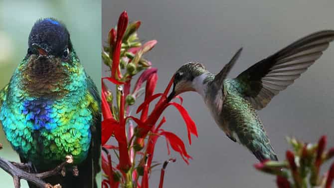 Humming Birds: ವಿಶ್ವದ ಪುಟ್ಟ ಪಕ್ಷಿ ಹಮ್ಮಿಂಗ್‌ ಬರ್ಡ್ನ ವಿಶೇಷತೆಗಳು, ಫೋಟೋಸ್ ಇವೆ