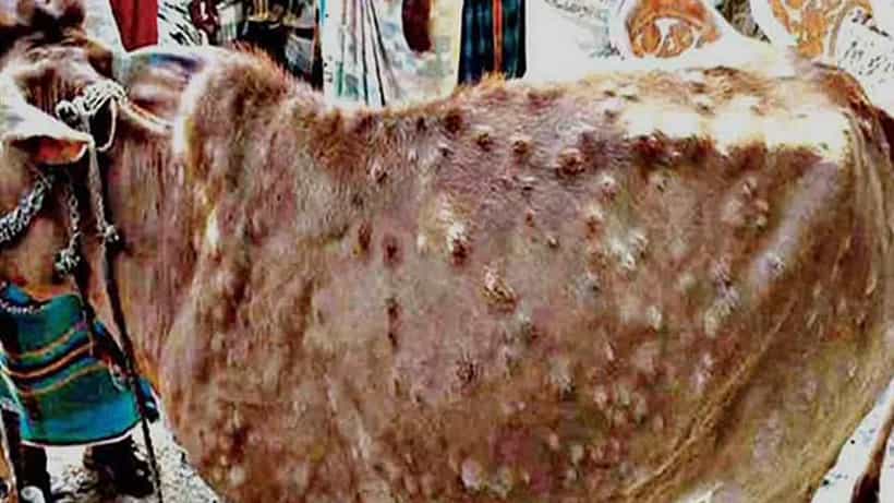Lumpy Skin Diesease: ನಿಯಂತ್ರಣಕ್ಕೆ ಬಾರದ ಚರ್ಮಗಂಟು ರೋಗ; ರಾಜಸ್ಥಾನದಲ್ಲಿ 11 ಸಾವಿರ ಹಸುಗಳ ಸಾವು, ದೇಶದೆಲ್ಲೆಡೆ ಆತಂಕ