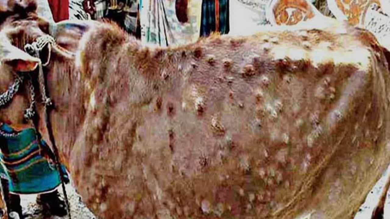 Lumpy Skin Diesease: ನಿಯಂತ್ರಣಕ್ಕೆ ಬಾರದ ಚರ್ಮಗಂಟು ರೋಗ; ರಾಜಸ್ಥಾನದಲ್ಲಿ 11 ಸಾವಿರ ಹಸುಗಳ ಸಾವು, ದೇಶದೆಲ್ಲೆಡೆ ಆತಂಕ Lumpy Skin Diesease: ನಿಯಂತ್ರಣಕ್ಕೆ ಬಾರದ ಚರ್ಮಗಂಟು ರೋಗ; ರಾಜಸ್ಥಾನದಲ್ಲಿ 11 ಸಾವಿರ ಹಸುಗಳ ಸಾವು, ದೇಶದೆಲ್ಲೆಡೆ ಆತಂಕ