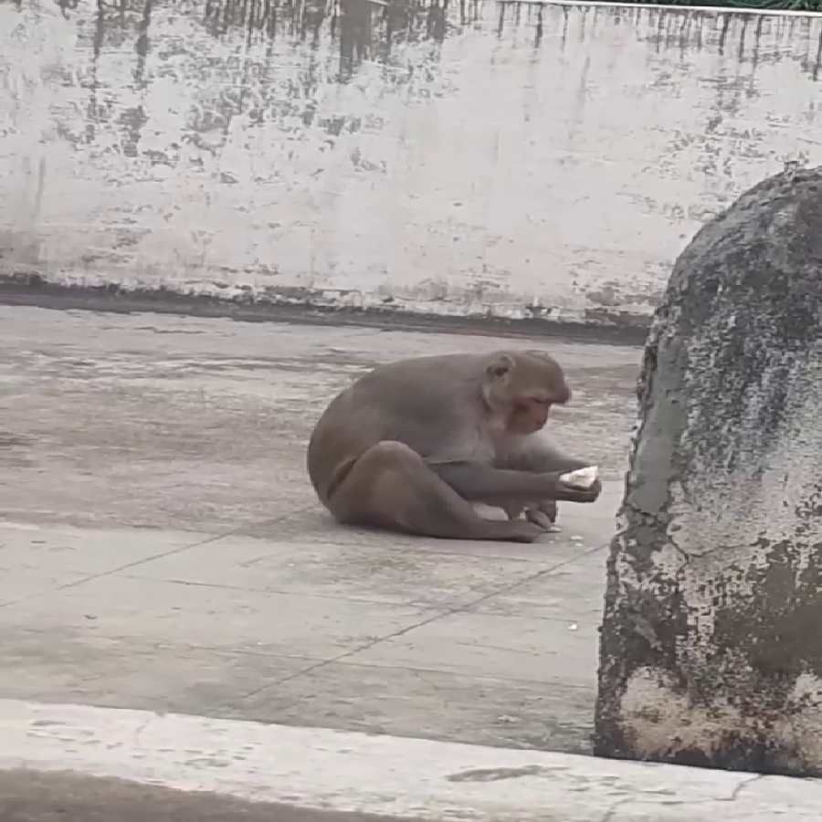 ಗದಗ ನಗರದ ವಿವೇಕಾನಂದ ಬಡಾವಣೆಯಲ್ಲಿ ಅಪರೂಪದ ಘಟನೆಯೊಂದು ನಡೆದಿದೆ. ನಾಯಿ‌ ಮರಿಯನ್ನು ಕೋತಿ ಎತ್ತಿಕೊಂಡು ಮುದ್ದಾಡಿದೆ.