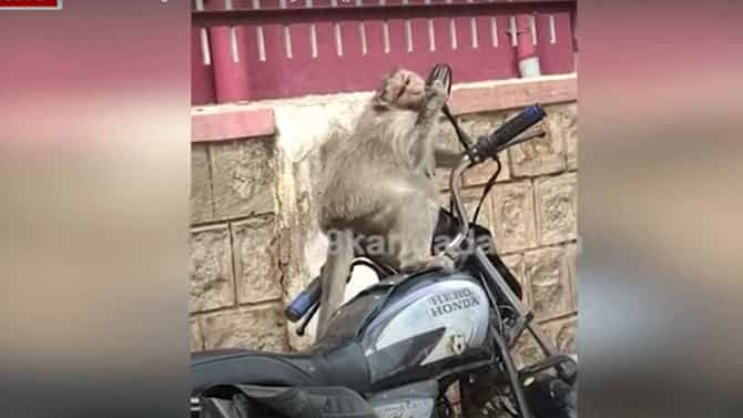ಬೈಕ್ ನ ಸೈಡ್ ಮಿರರ್​ನಲ್ಲಿ ತನ್ನ ಪ್ರತಿಬಿಂಬ ನೋಡಿದ ಕೋತಿಯೊಂದು ಅದರ ಹಿಂದೆ ಮತ್ತೊಂದು ಕೋತಿ ಹುಡುಕಿದ್ದು ಮೋಜಿನ ದೃಶ್ಯ!