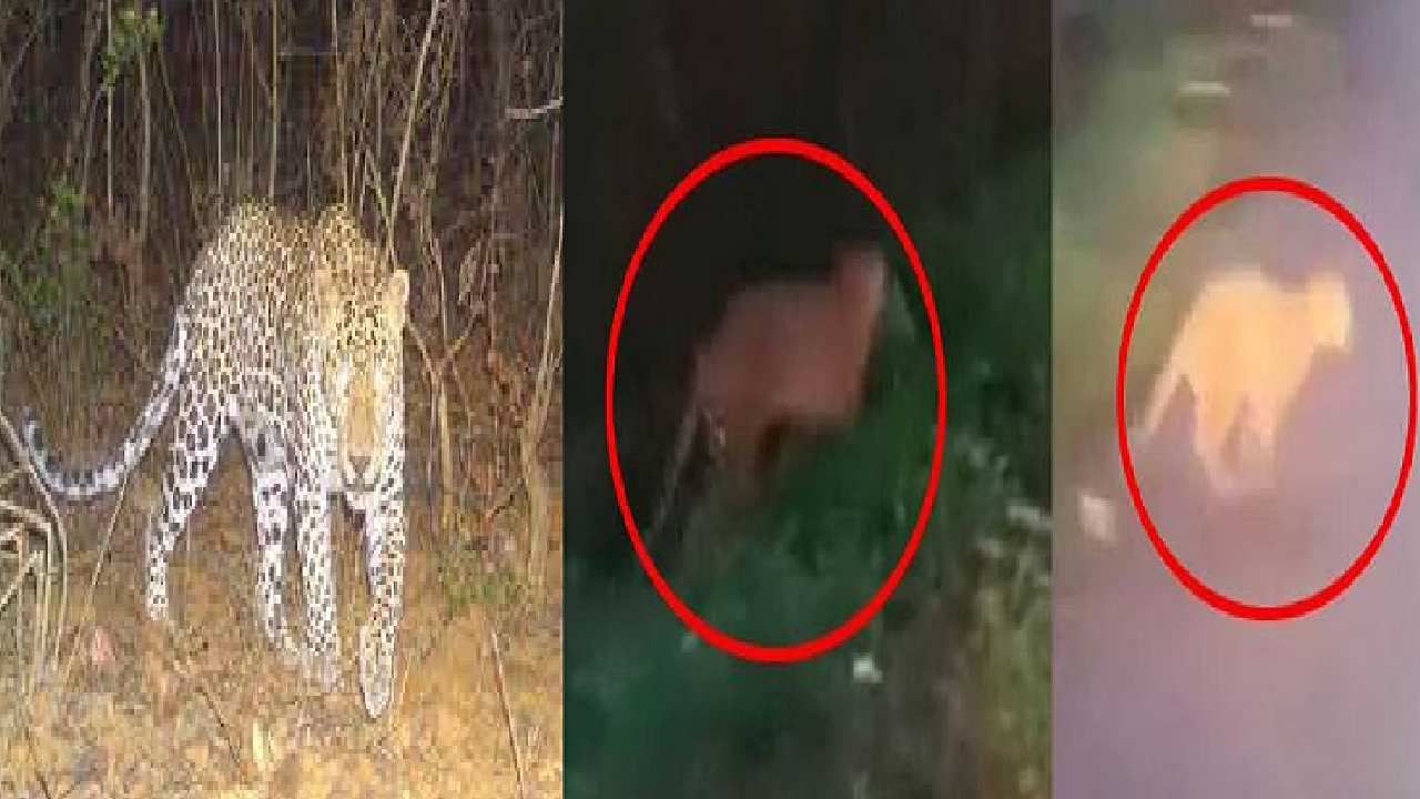 Leopard capture operation: 25ನೇ ದಿನಕ್ಕೆ ಕಾಲಿಟ್ಟ ಚಿರತೆ ಸೆರೆ ಕಾರ್ಯಾಚರಣೆ: ಚಿರತೆ ಸೆರೆಗೆ ಹನಿಟ್ರ್ಯಾಪ್ ಅಸ್ತ್ರ ಪ್ರಯೋಗ Leopard capture operation: 25ನೇ ದಿನಕ್ಕೆ ಕಾಲಿಟ್ಟ ಚಿರತೆ ಸೆರೆ ಕಾರ್ಯಾಚರಣೆ: ಚಿರತೆ ಸೆರೆಗೆ ಹನಿಟ್ರ್ಯಾಪ್ ಅಸ್ತ್ರ ಪ್ರಯೋಗ