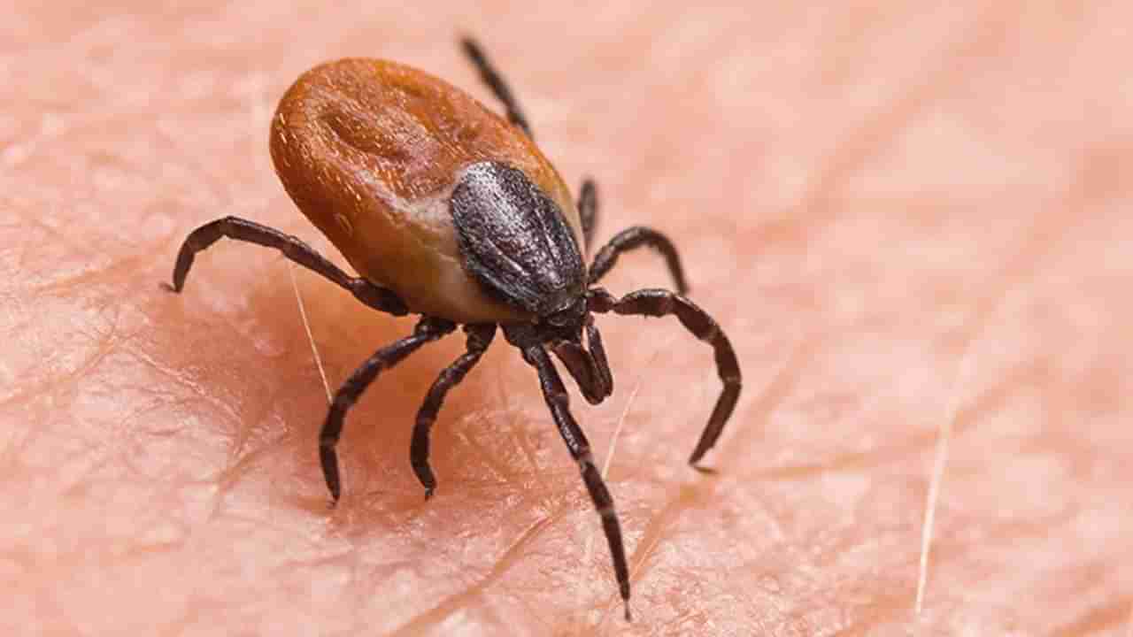 Scrub Typhus: ಮೀರತ್​ನಲ್ಲಿ ಬಾಲಕನನ್ನು ಬಲಿ ಪಡೆದ ಈ ಸ್ಕ್ರಬ್ ಟೈಫಸ್ ಸೋಂಕಿನ ಬಗ್ಗೆ ತಿಳಿಯಿರಿ