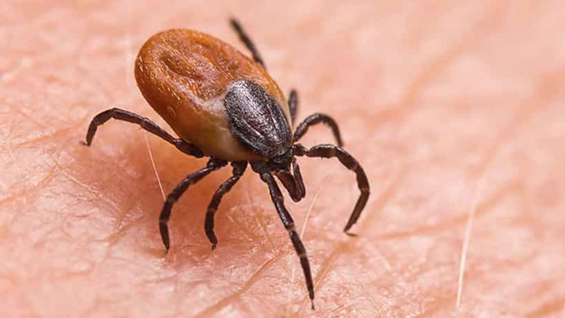Scrub Typhus: ಮೀರತ್ನಲ್ಲಿ ಬಾಲಕನನ್ನು ಬಲಿ ಪಡೆದ ಈ ಸ್ಕ್ರಬ್ ಟೈಫಸ್ ಸೋಂಕಿನ ಬಗ್ಗೆ ತಿಳಿಯಿರಿ
