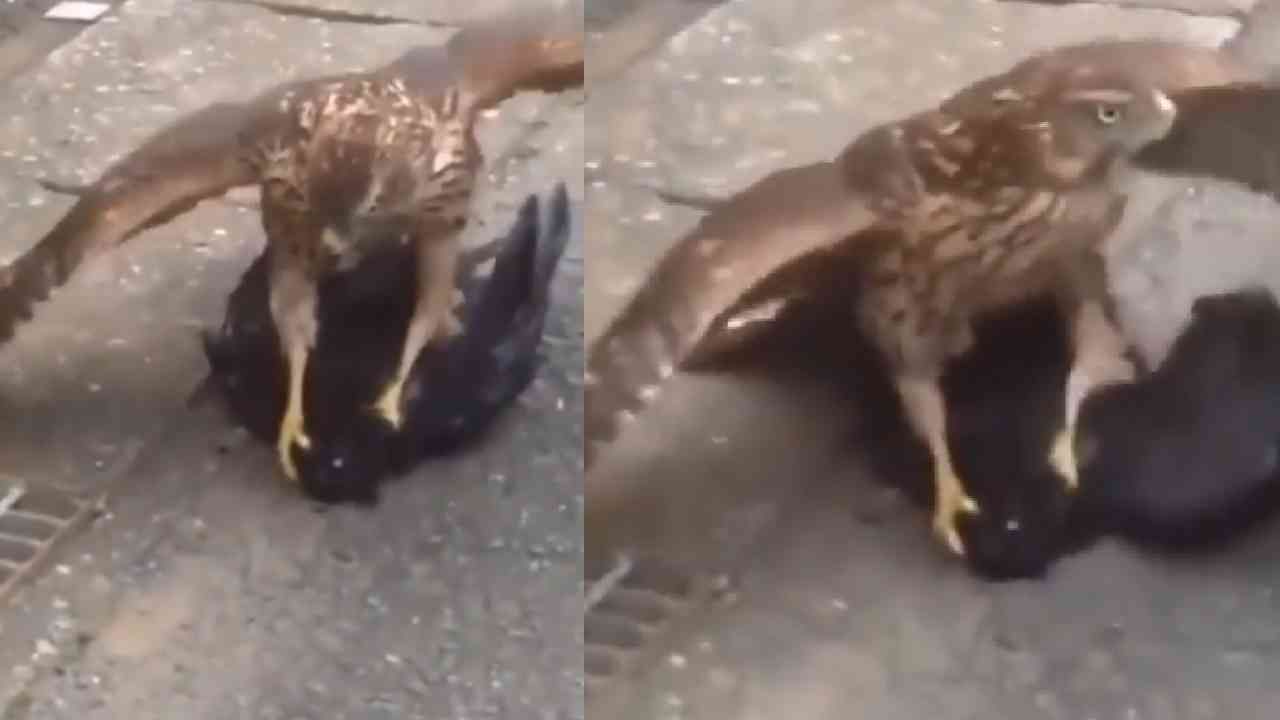 Viral Video: ಹದ್ದಿನ ರೋಚಕ ಬೇಟೆ; ಕರುಣೆ ಇಲ್ಲದೆ ಕಾಗೆಯ ಜೀವ ಹಿಂಡುವ ಹದ್ದಿನ ವಿಡಿಯೋ ವೈರಲ್ Viral Video: ಹದ್ದಿನ ರೋಚಕ ಬೇಟೆ; ಕರುಣೆ ಇಲ್ಲದೆ ಕಾಗೆಯ ಜೀವ ಹಿಂಡುವ ಹದ್ದಿನ ವಿಡಿಯೋ ವೈರಲ್
