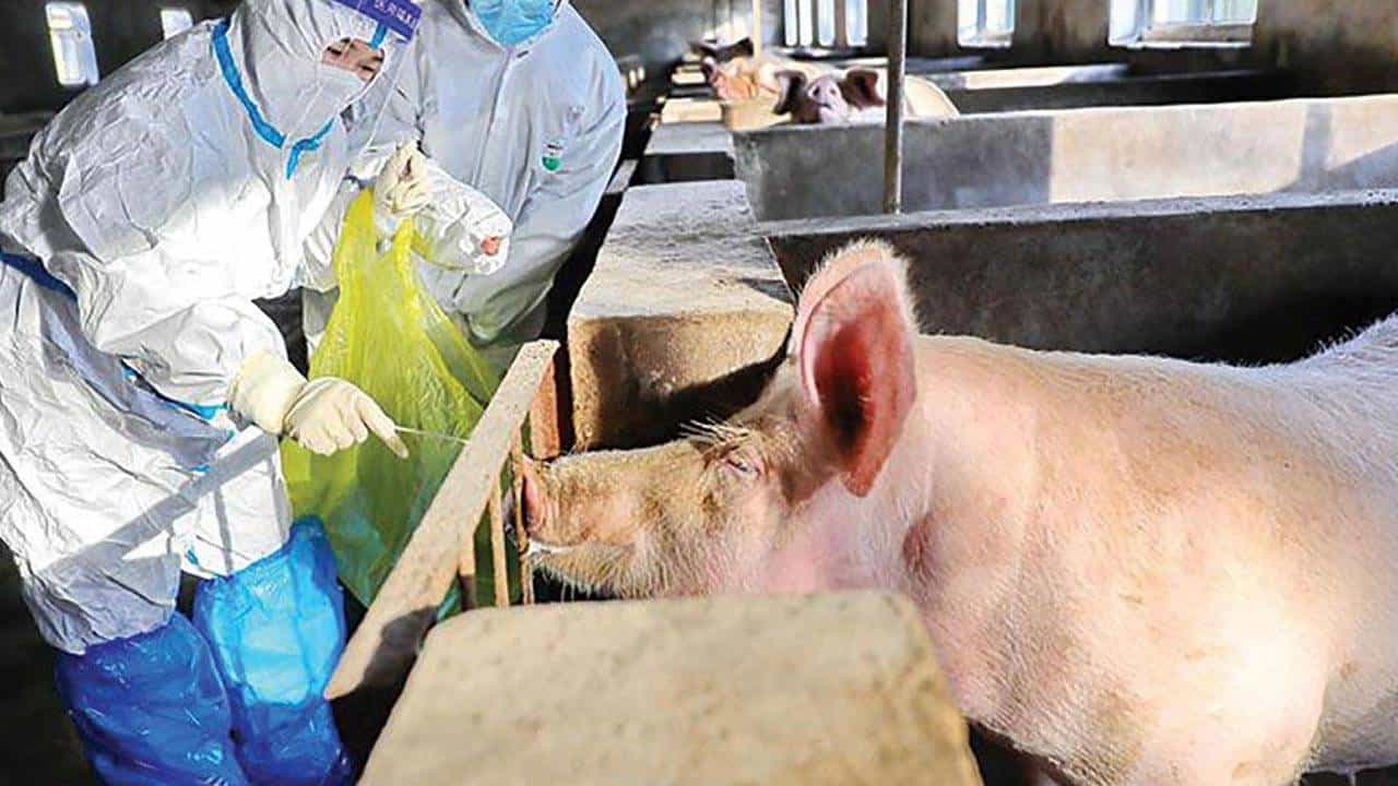 Swine Flu: ಹಂದಿ ಜ್ವರ ಸೇರಿ ಒಟ್ಟು 4 ಬಗೆಯ ಜ್ವರದಿಂದ ರಕ್ಷಣೆ ನೀಡುತ್ತೆ ಈ 4 in1 ಲಸಿಕೆ Swine Flu: ಹಂದಿ ಜ್ವರ ಸೇರಿ ಒಟ್ಟು 4 ಬಗೆಯ ಜ್ವರದಿಂದ ರಕ್ಷಣೆ ನೀಡುತ್ತೆ ಈ 4 in1 ಲಸಿಕೆ