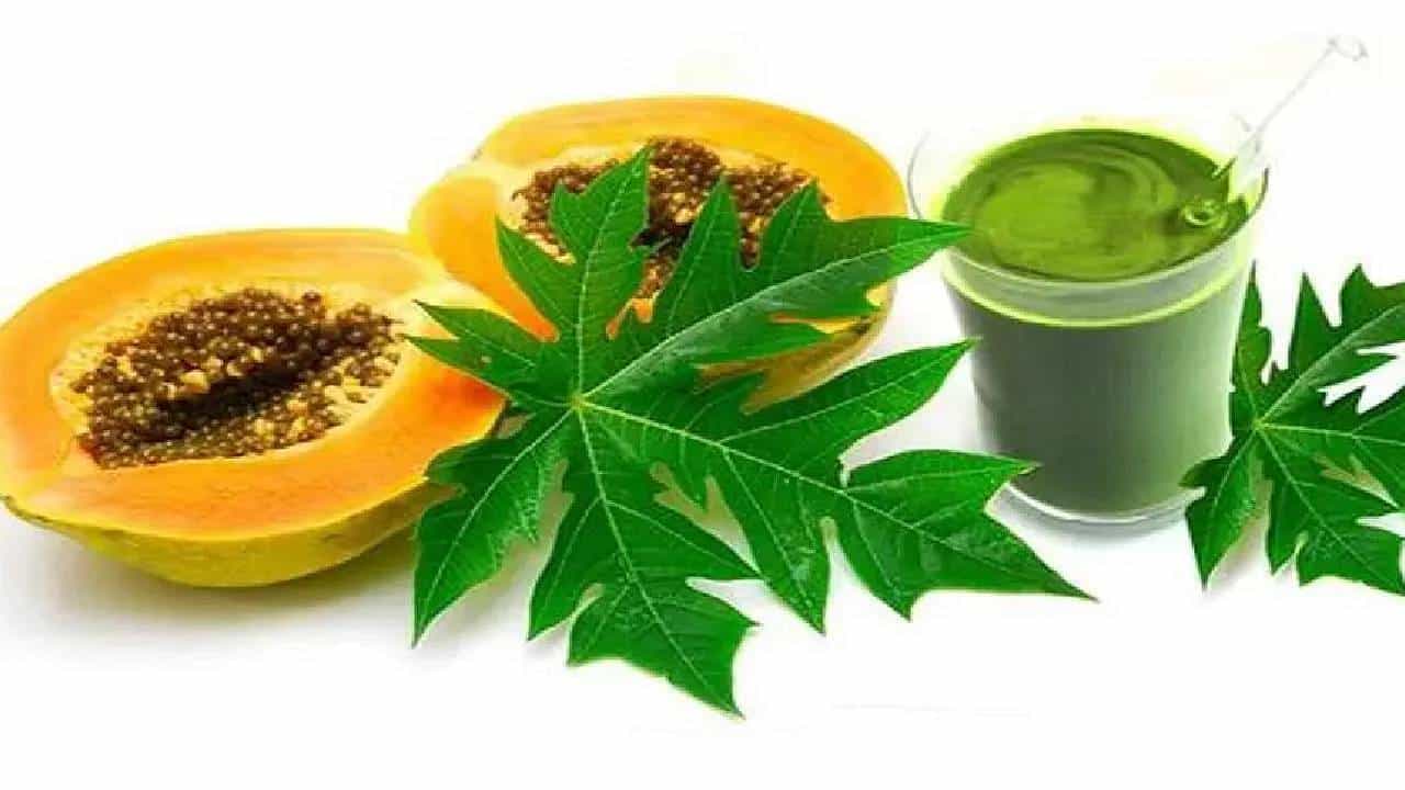 Papaya Leaf: ಪಪ್ಪಾಯಿ ಎಲೆ ಚರ್ಮದ ಕಾಂತಿ ಹೆಚ್ಚಿಸುತ್ತೆ, ಜೀರ್ಣಕ್ರಿಯೆಗೂ ಸಹಕಾರಿ, ಇತರೆ ಪ್ರಯೋಜನಗಳನ್ನು ತಿಳಿಯಿರಿ Papaya Leaf: ಪಪ್ಪಾಯಿ ಎಲೆ ಚರ್ಮದ ಕಾಂತಿ ಹೆಚ್ಚಿಸುತ್ತೆ, ಜೀರ್ಣಕ್ರಿಯೆಗೂ ಸಹಕಾರಿ, ಇತರೆ ಪ್ರಯೋಜನಗಳನ್ನು ತಿಳಿಯಿರಿ