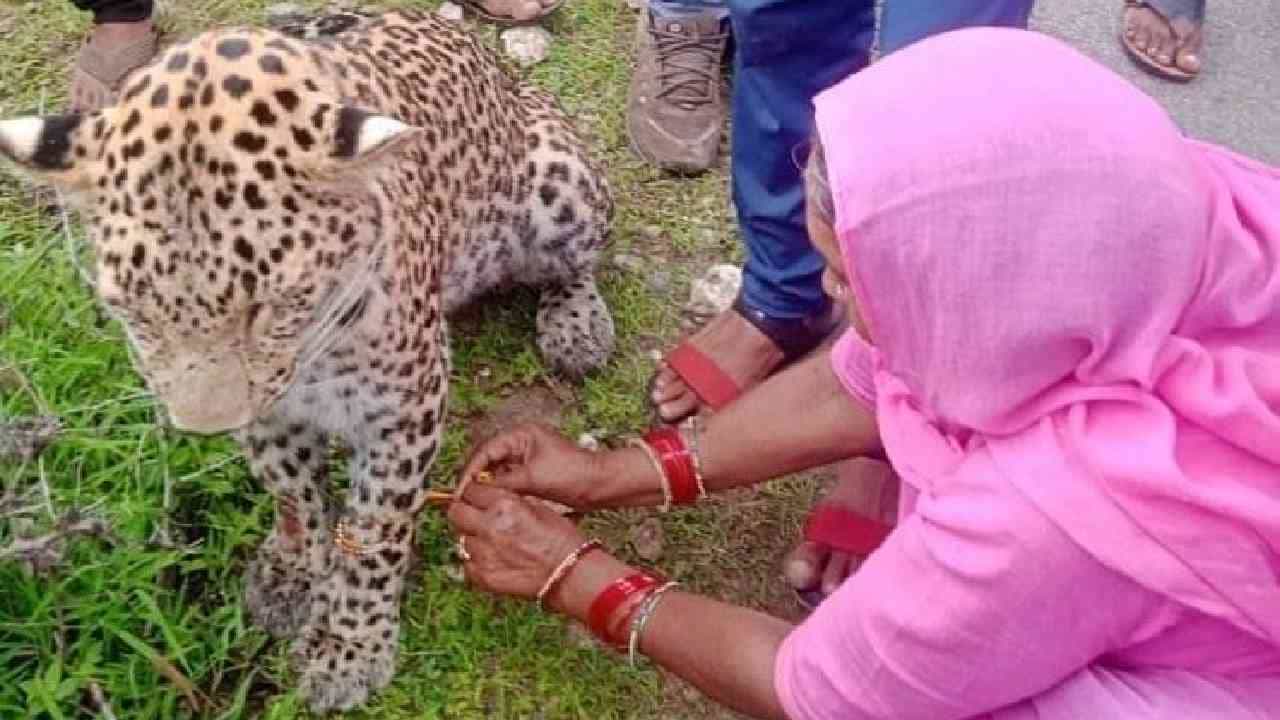 ಅಯ್ಯೋ.. ಇಲ್ನೋಡಿ ಚಿರತೆಗೆ ರಾಖಿ ಕಟ್ಟಿದ ಮಹಿಳೆ, ಧೈರ್ಯ ಪ್ರದರ್ಶಿಸಿದ ಮಹಿಳೆಗೆ ನೆಟ್ಟಿಗರಿಂದ ಶ್ಲಾಘನೆ ಅಯ್ಯೋ.. ಇಲ್ನೋಡಿ ಚಿರತೆಗೆ ರಾಖಿ ಕಟ್ಟಿದ ಮಹಿಳೆ, ಧೈರ್ಯ ಪ್ರದರ್ಶಿಸಿದ ಮಹಿಳೆಗೆ ನೆಟ್ಟಿಗರಿಂದ ಶ್ಲಾಘನೆ